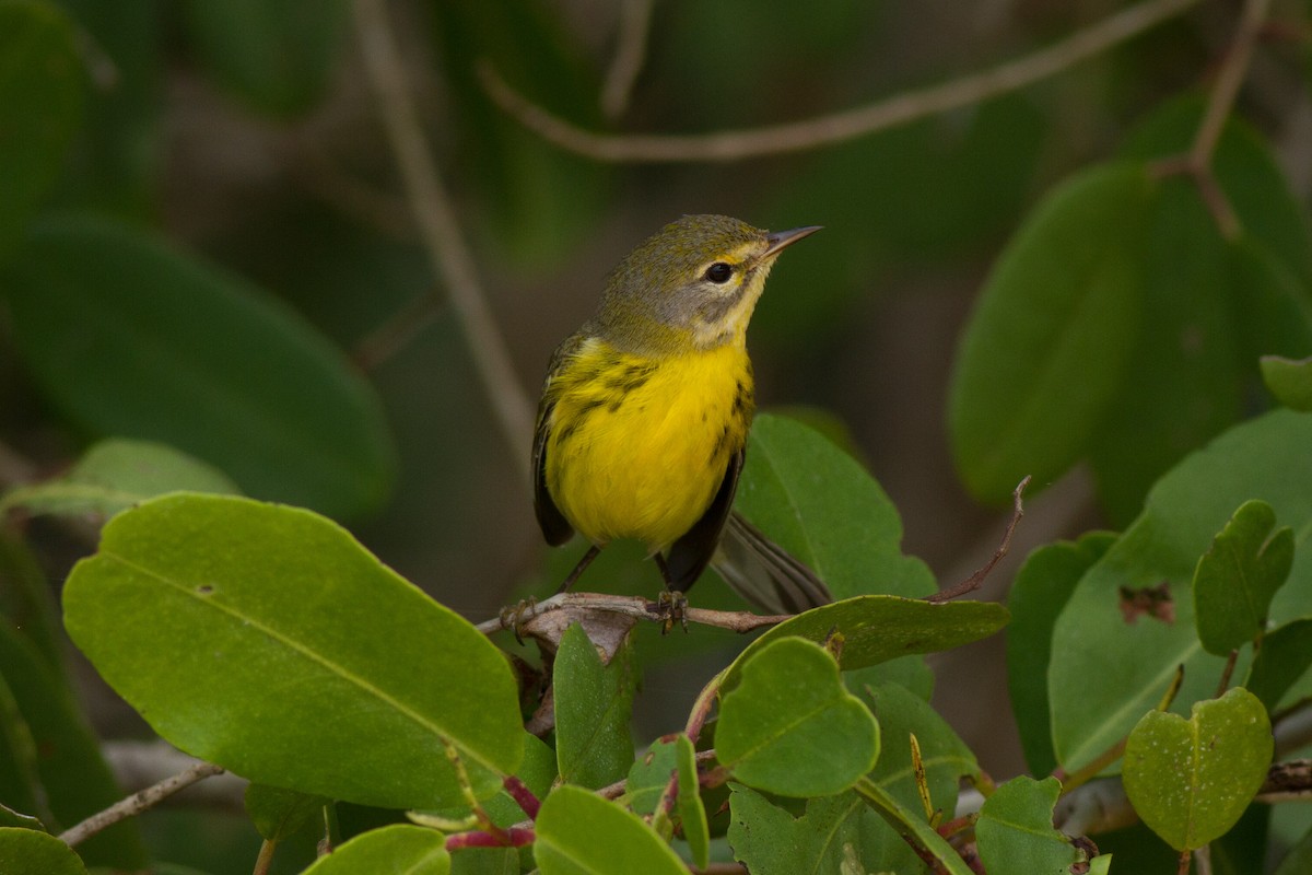 Prairie Warbler - Jeff Gerbracht