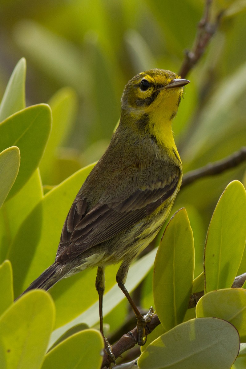 Prairie Warbler - ML48281401