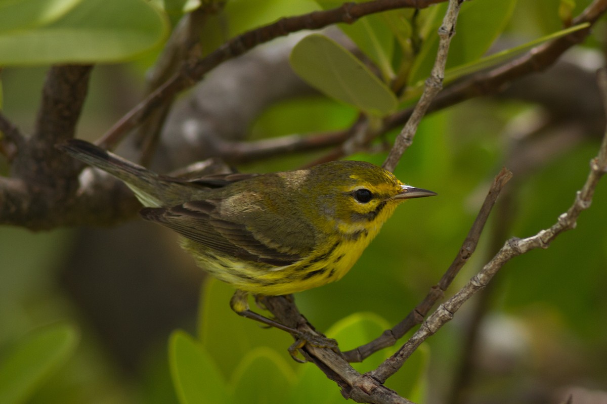 Prairie Warbler - Jeff Gerbracht