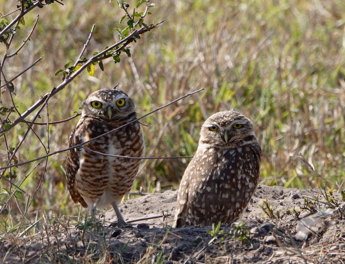 Burrowing Owl - ML482815191