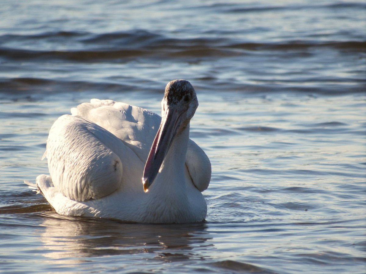 American White Pelican - ML482816441