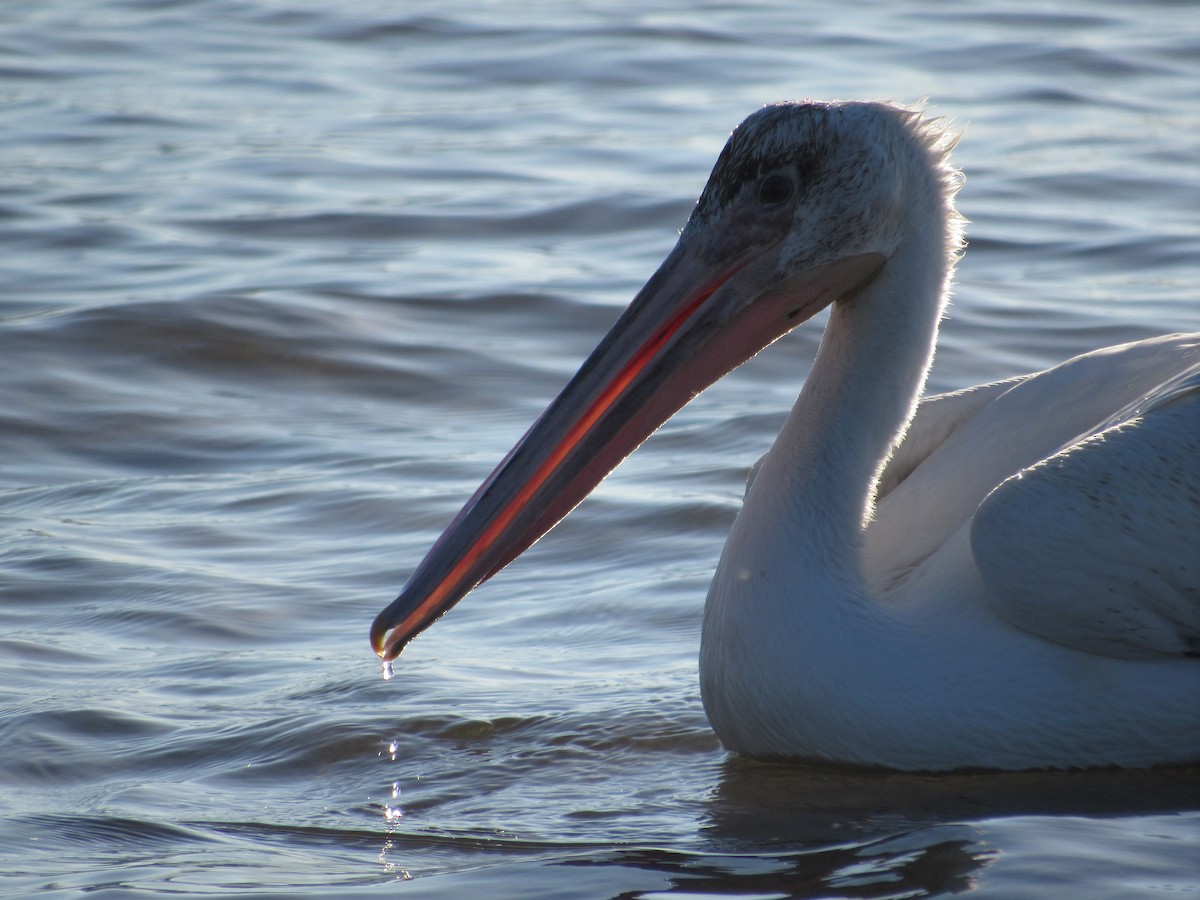 American White Pelican - ML482816451