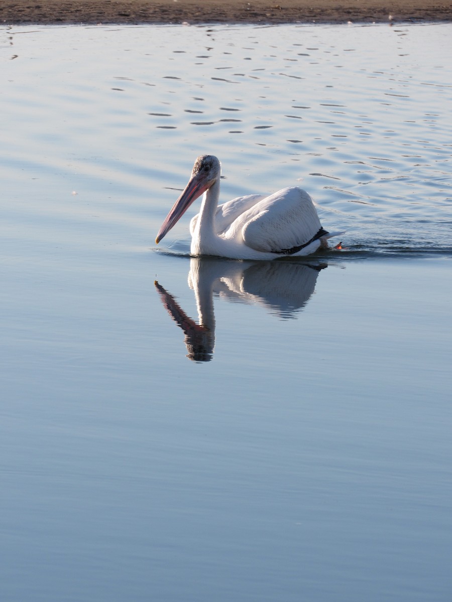 American White Pelican - ML482816471