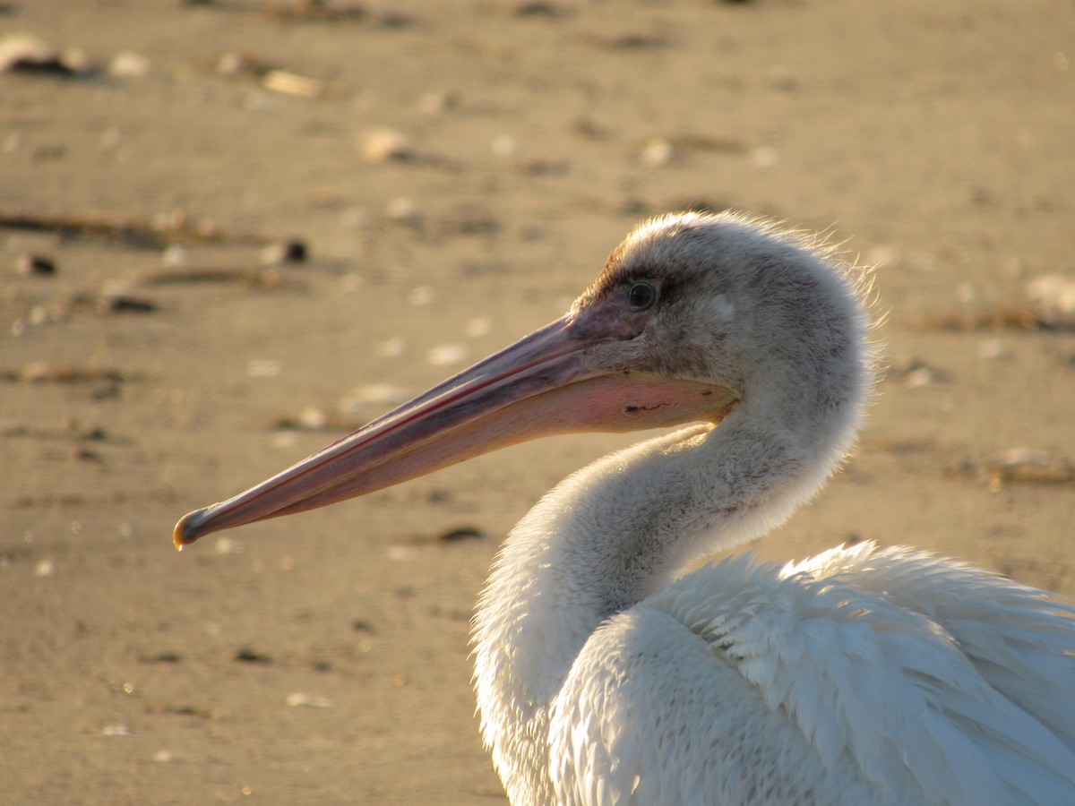 American White Pelican - ML482816591