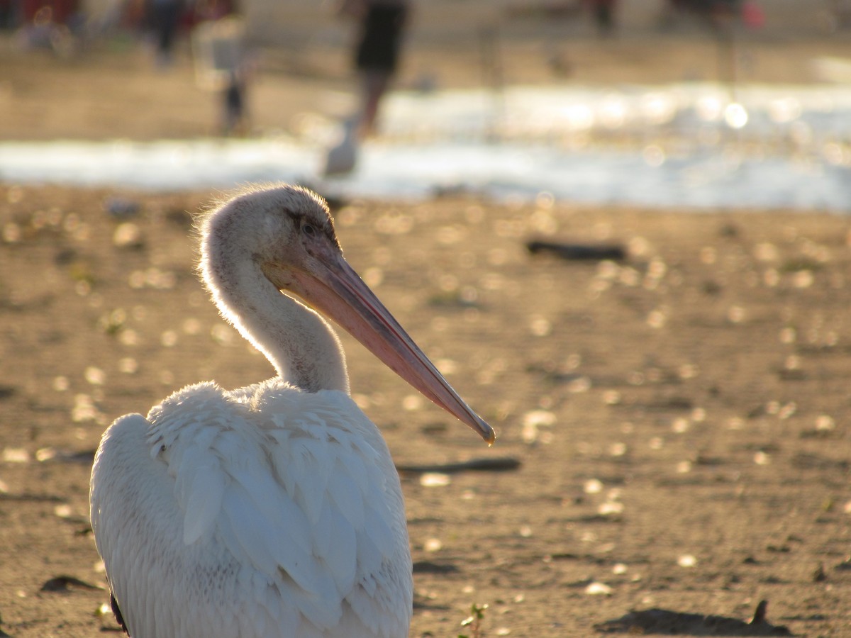 American White Pelican - ML482816601