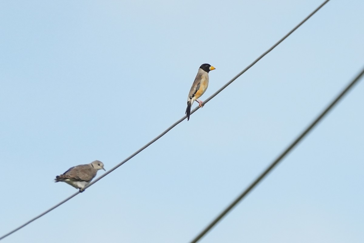 dlask východní - ML482816871