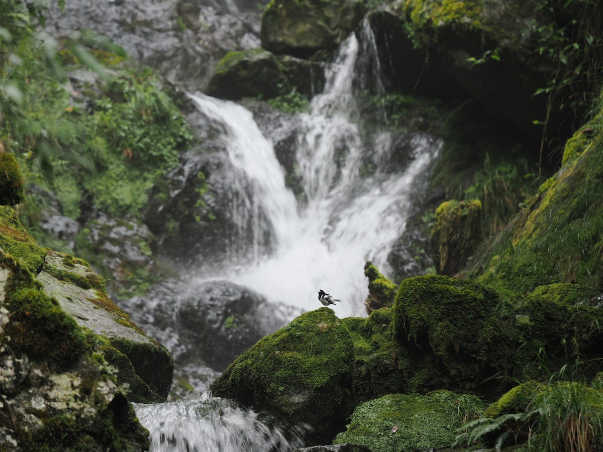 Little Forktail - Kuan Chieh/貫捷 (Chuck) Hung/洪