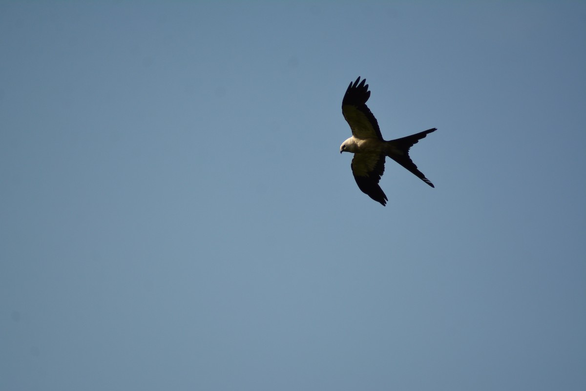 Swallow-tailed Kite - ML482817291