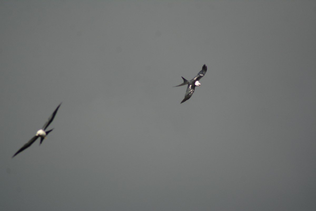 Swallow-tailed Kite - ML482817301