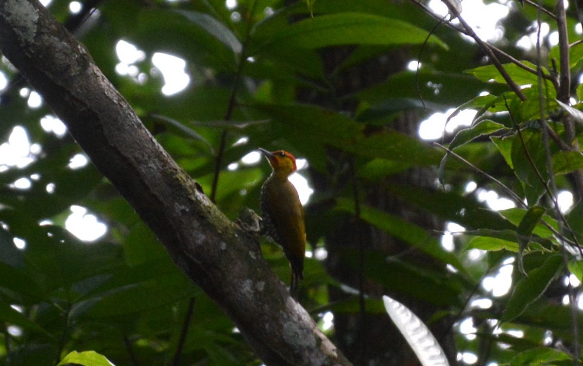 Yellow-throated Woodpecker - ML482817381