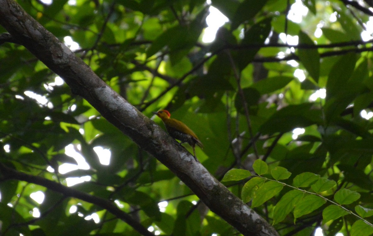 Yellow-throated Woodpecker - ML482817391