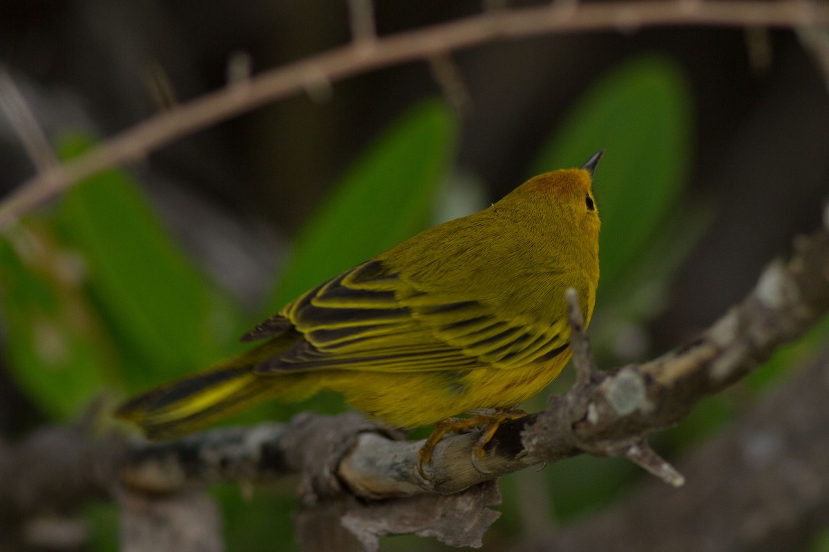 Yellow Warbler - ML48281781