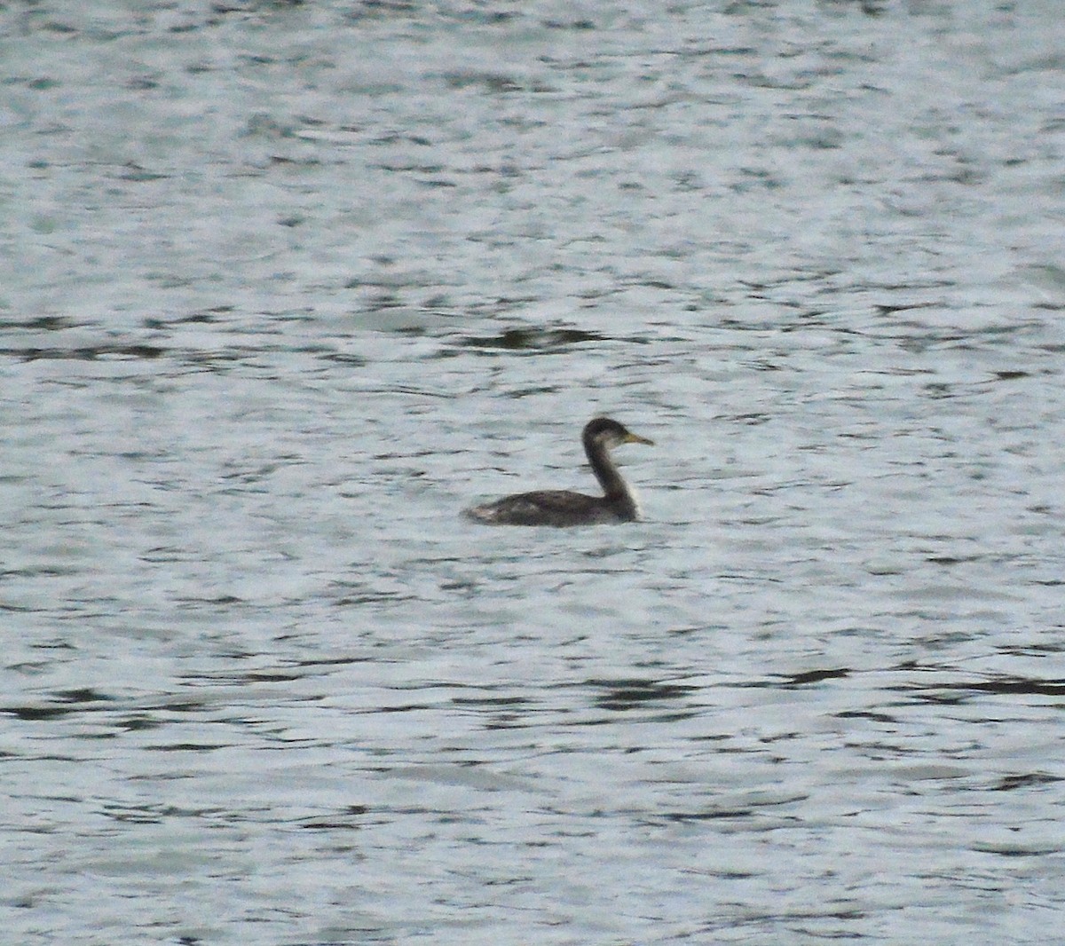 Red-necked Grebe - Mary Mehaffey