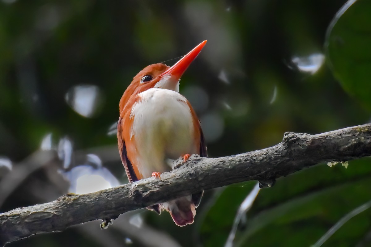 Madagascar Pygmy Kingfisher - ML482821951