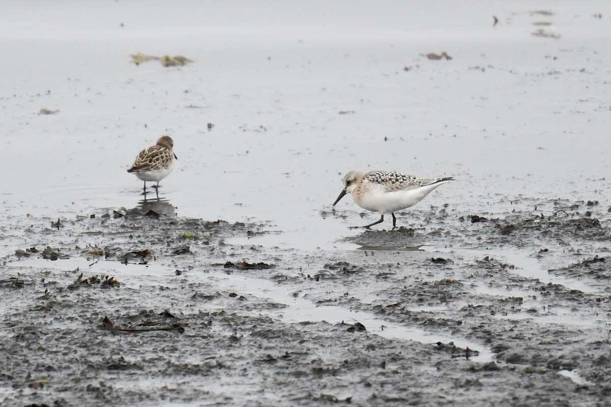 Sanderling - ML482822551