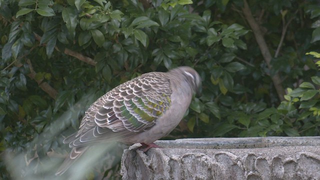 Common Bronzewing - ML482824041