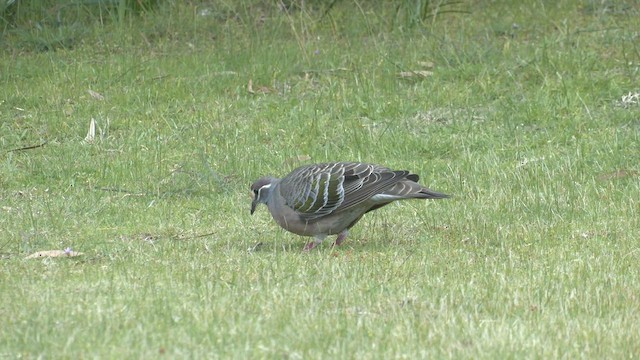 Common Bronzewing - ML482824101