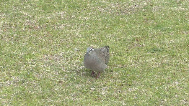 Common Bronzewing - ML482824161