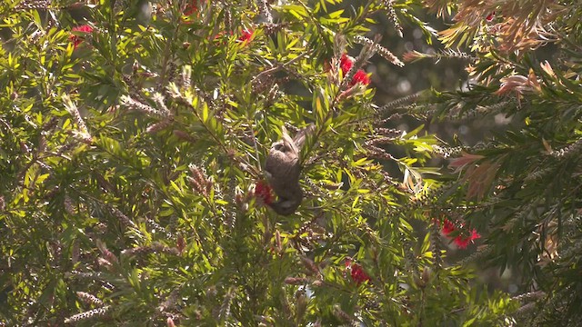 Western Wattlebird - ML482824351