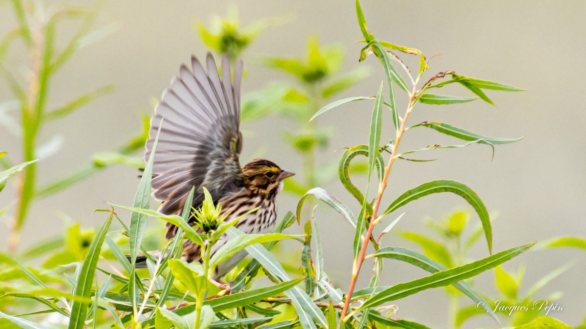 Savannah Sparrow - Rachel Papineau-Pepin