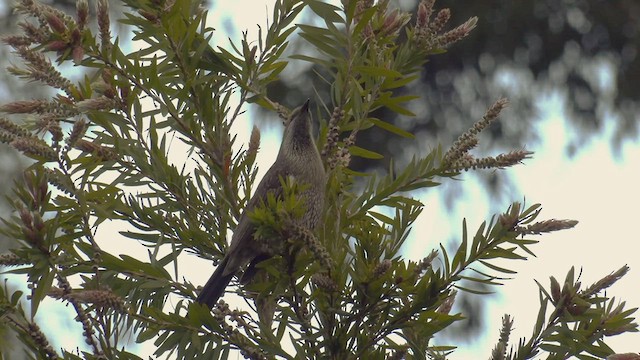 Western Wattlebird - ML482825271