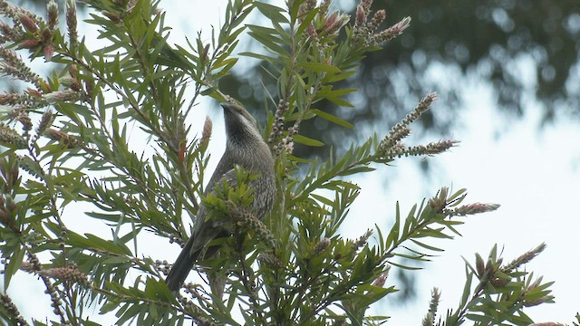 Western Wattlebird - ML482825761