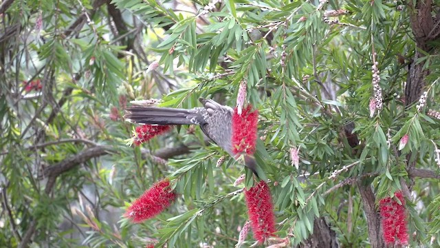 Western Wattlebird - ML482826171