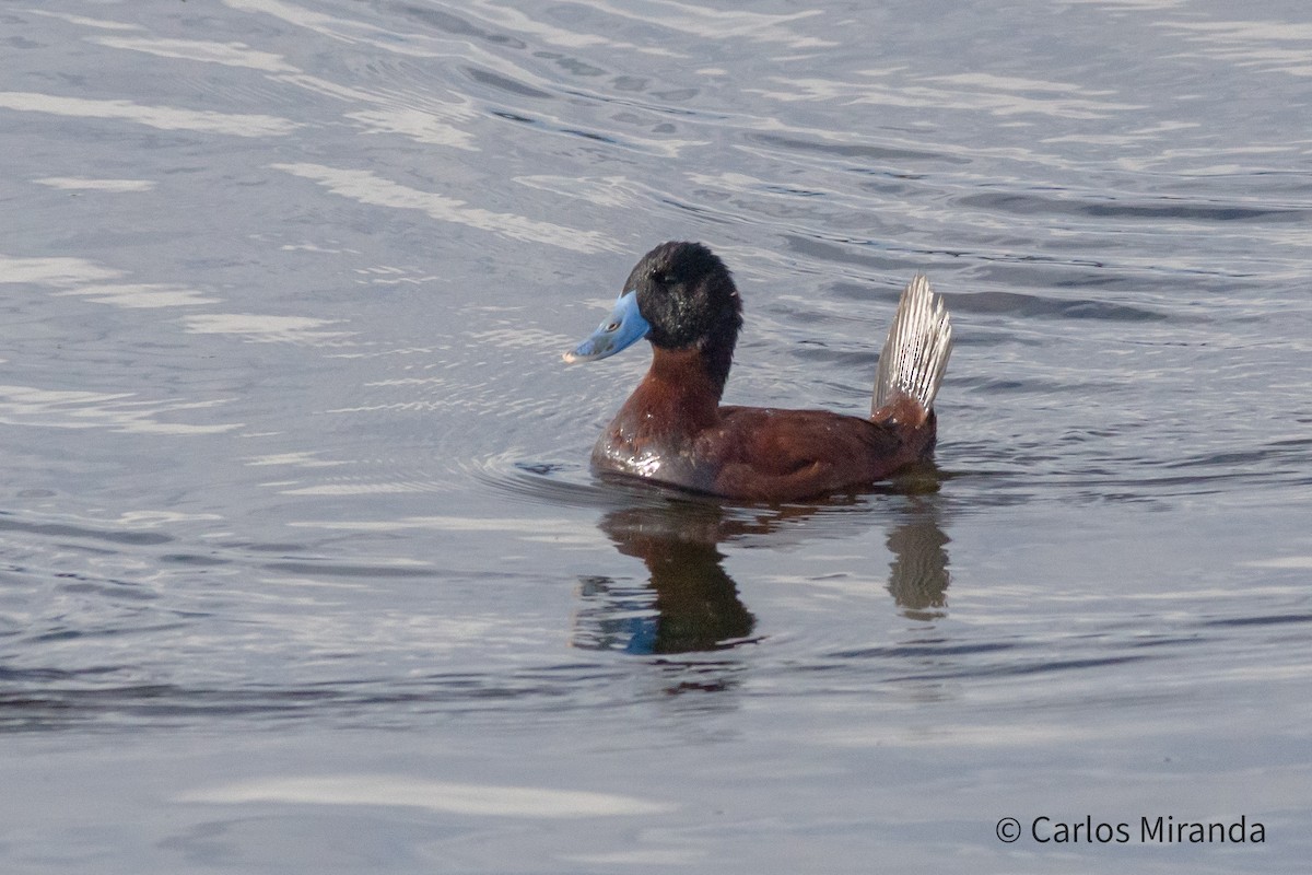 Andean Duck - ML482826191