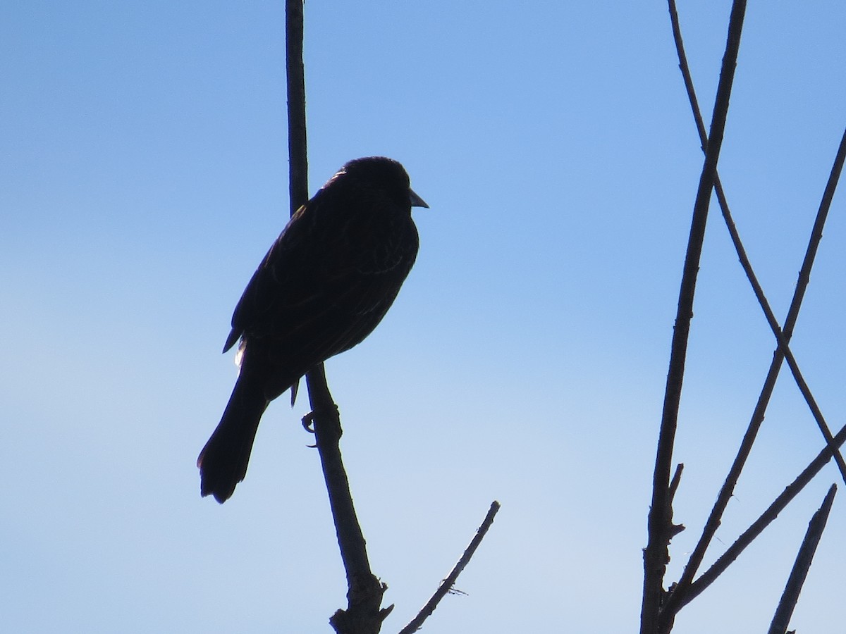 Red-winged Blackbird - Glenn Ousset