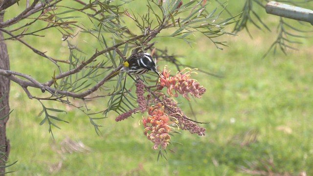 New Holland Honeyeater - ML482826881