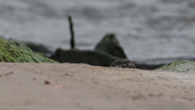 Purple Sandpiper - ML482827