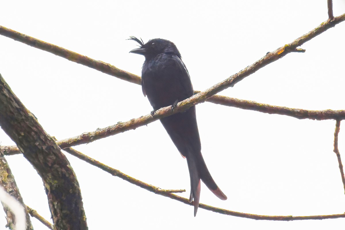 Crested Drongo (Madagascar) - ML482827011