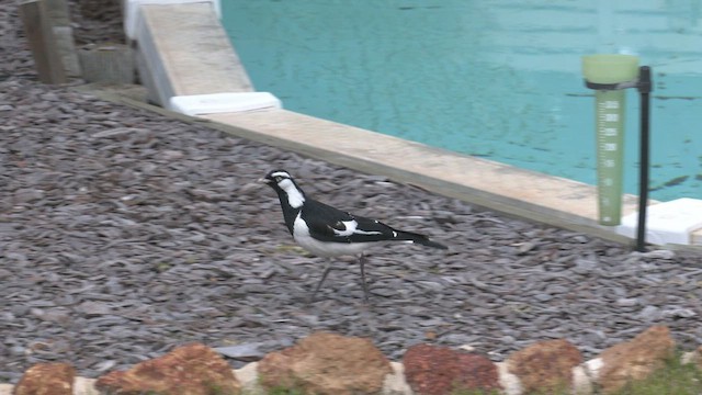 Magpie-lark - ML482827431