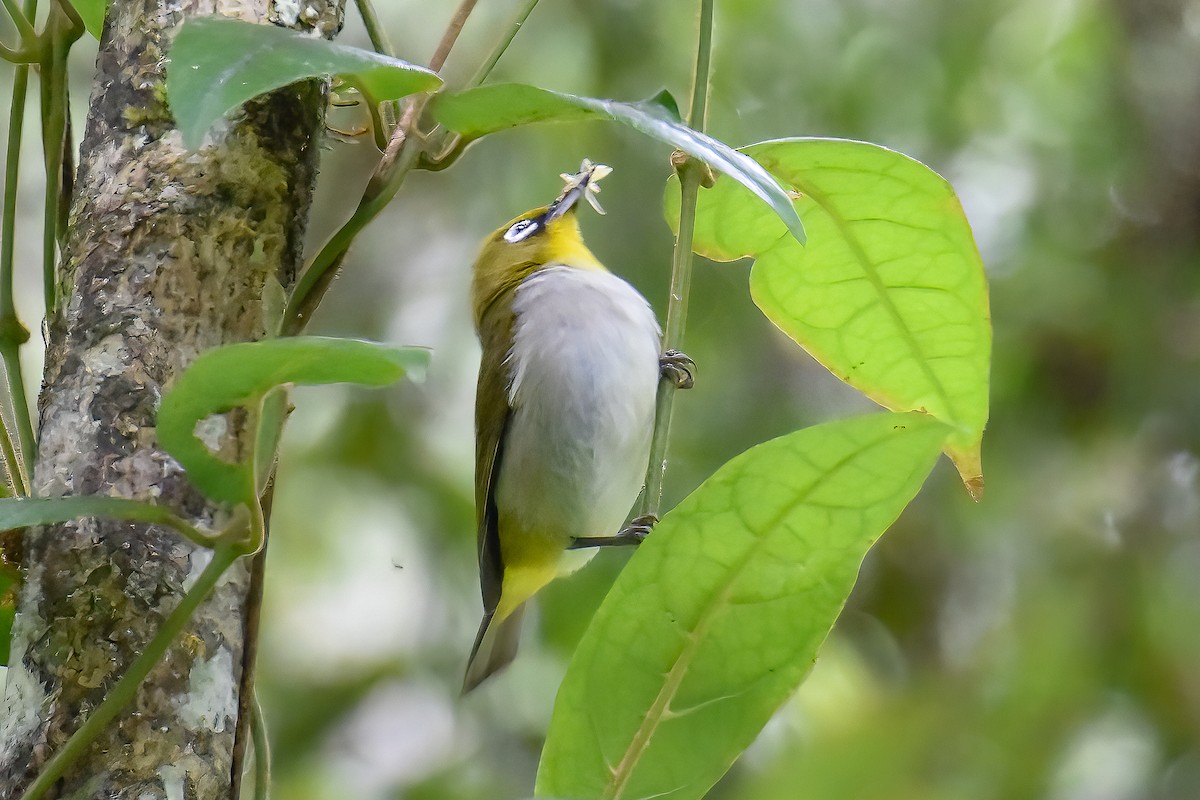 Malagasy White-eye - ML482827751