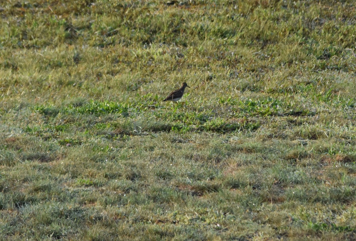 Pectoral Sandpiper - ML482828421