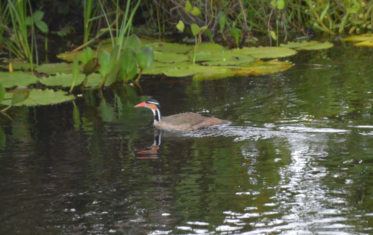 Sungrebe - Olivier Marchal