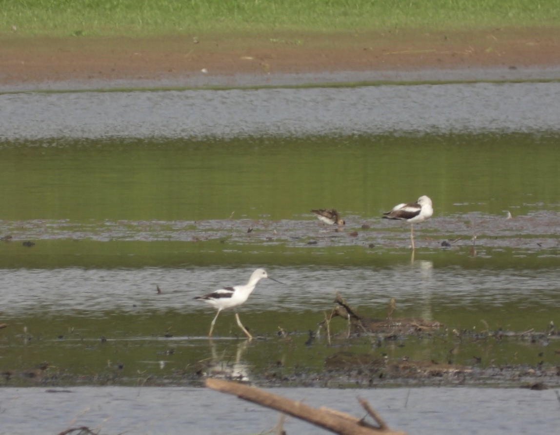 Avoceta Americana - ML482830201