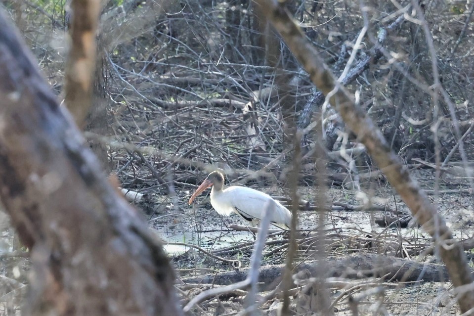 Wood Stork - ML482830421
