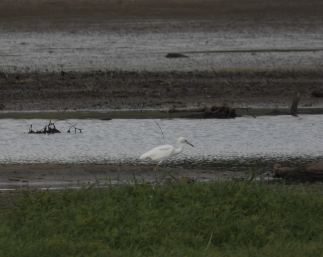 Little Blue Heron - ML482830811
