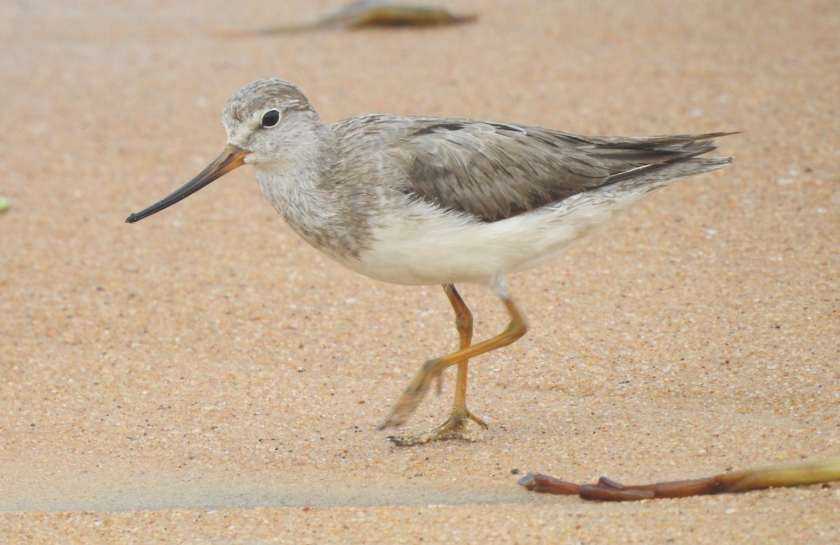 eBird Checklist - 10 Sep 2022 - Chavakkad Puthan Kadappuram - 10 species