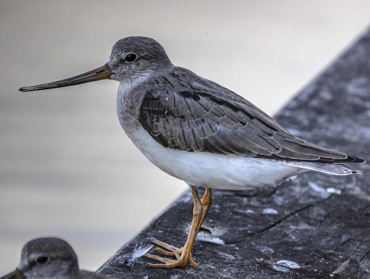 Terek Sandpiper - ML482831941