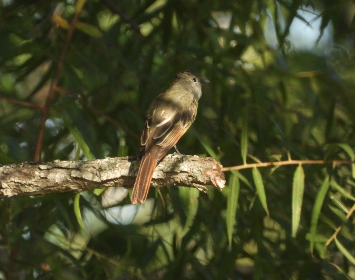 Great Crested Flycatcher - ML482832401