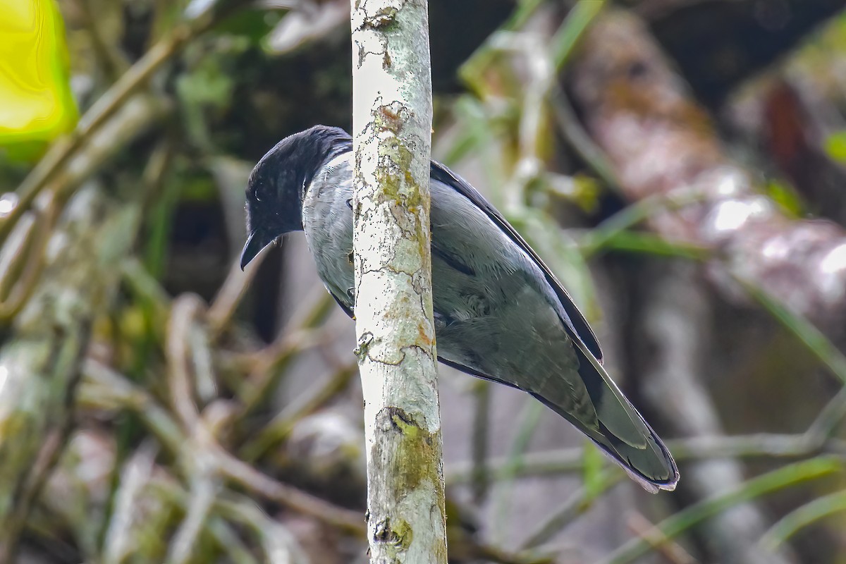 Madagascar Cuckooshrike - ML482832621