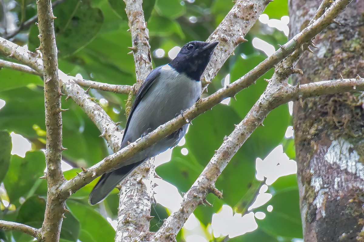 Madagascar Cuckooshrike - Giuseppe Citino