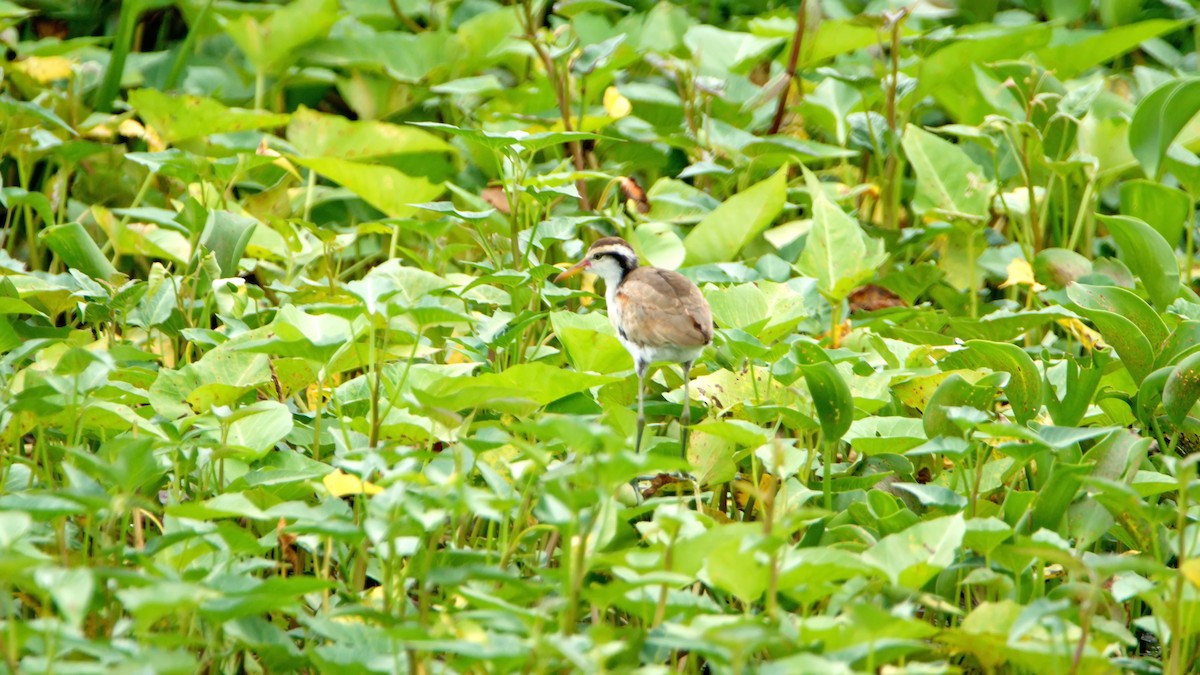 Wattled Jacana - ML482834361