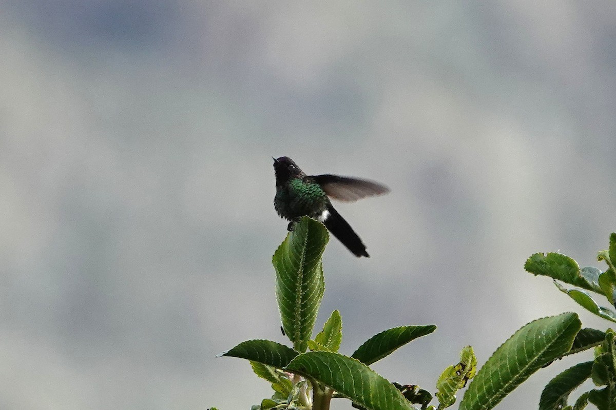 Purple-backed Thornbill - ML482834501