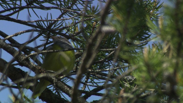 Connecticut Warbler - ML482836