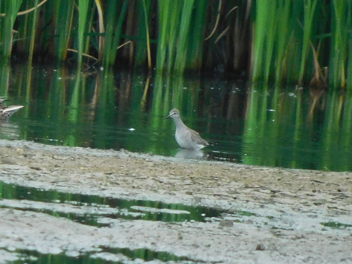 Lesser Yellowlegs - ML482837381