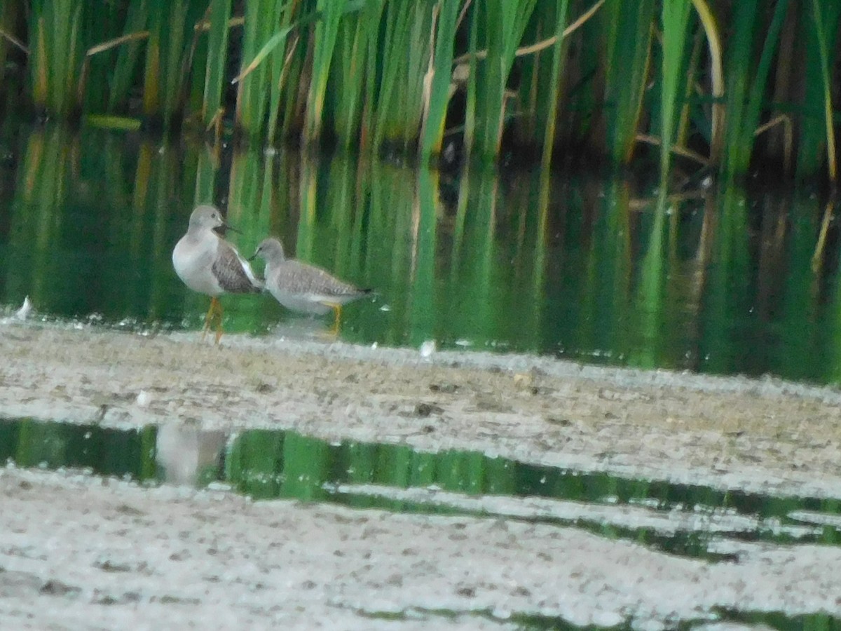 Lesser Yellowlegs - ML482837391