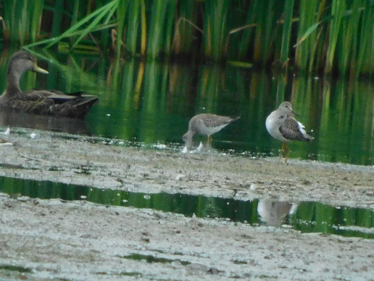 Lesser Yellowlegs - Luke Raso